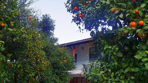 A building with a red door, surrounded by lush orange trees.