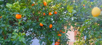 Cirali Irmak Hotel