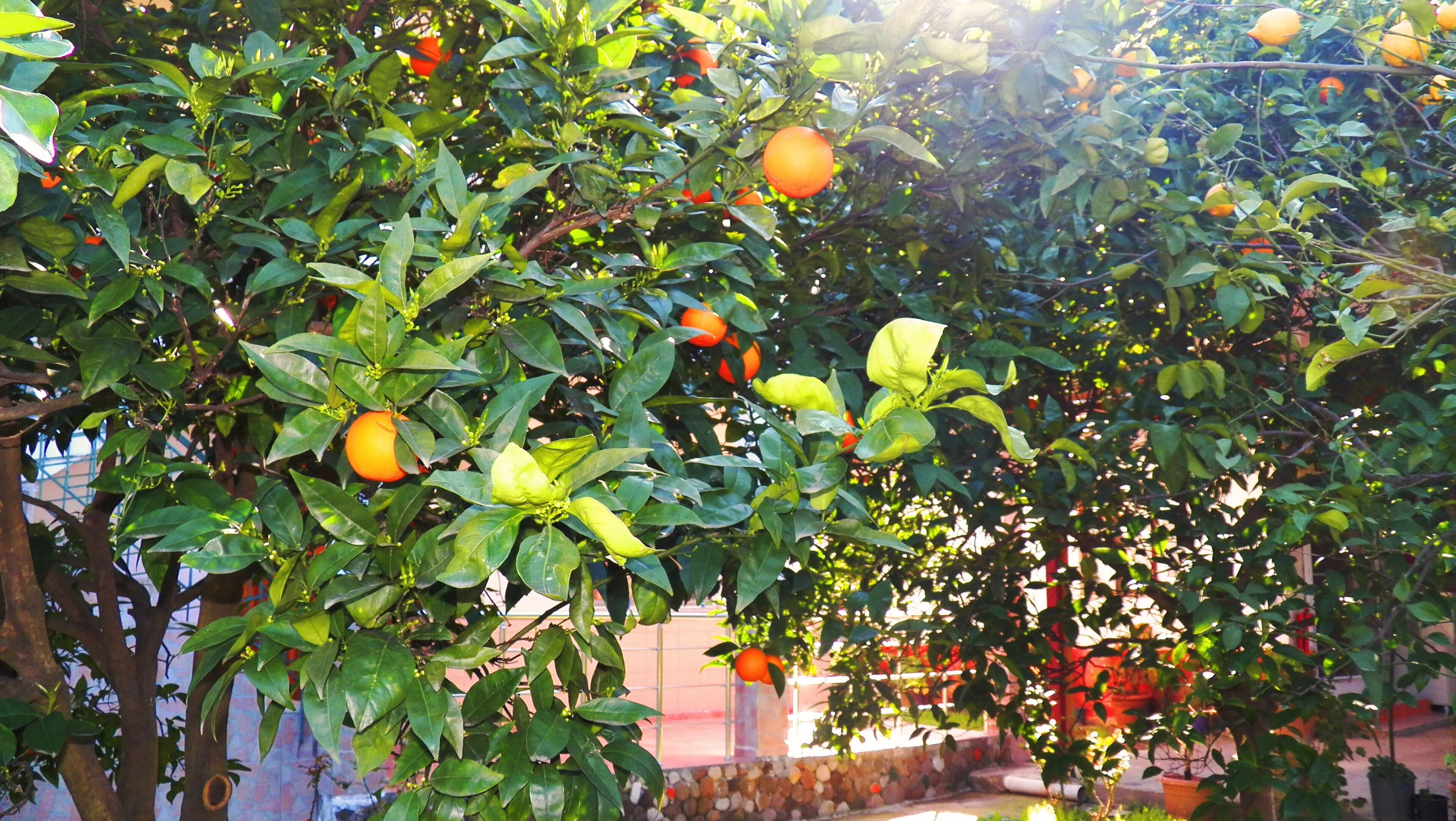 Ein üppiger Orangenbaum mit reifen Früchten und dichtem Grün.