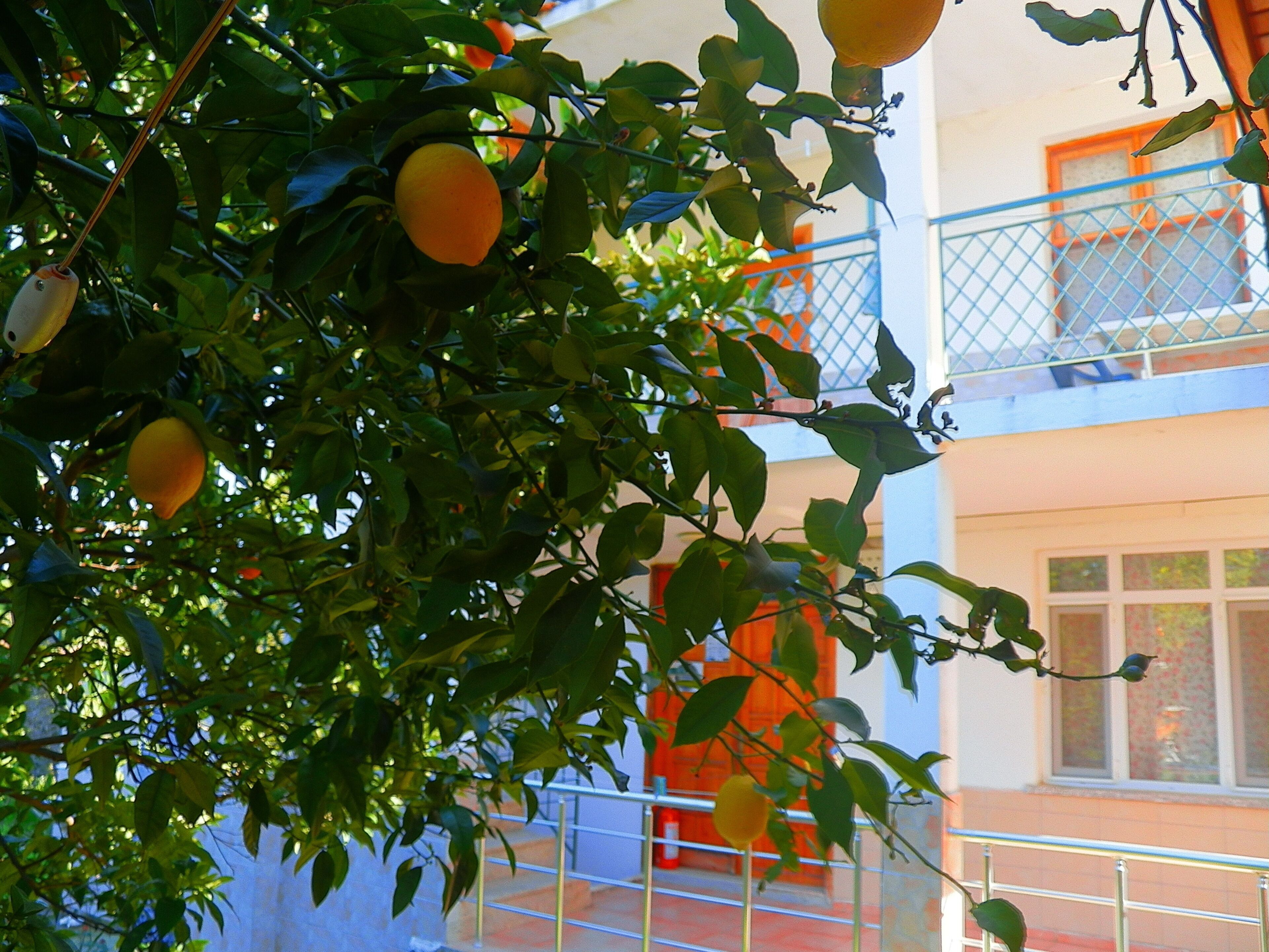 Ein Gebäude mit Balkonen und ein Baum mit Früchten.