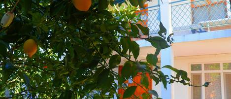 A building with balconies and a tree with fruit.
