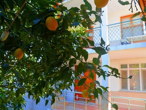 A building with balconies and a tree with fruit. - Cirali Irmak Hotel (Kemer)