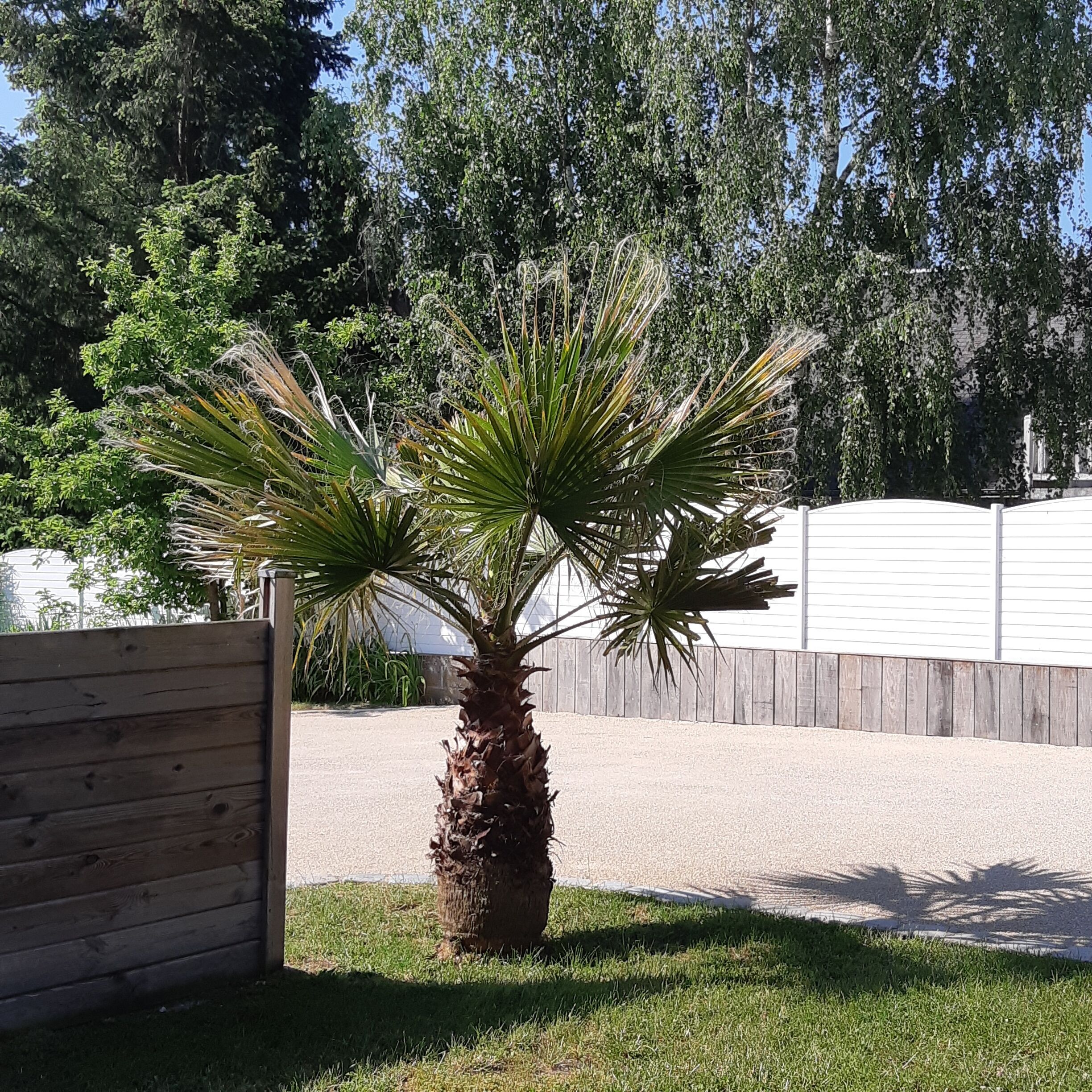 A palm tree in a landscaped area with a wooden fence and a building in the background.