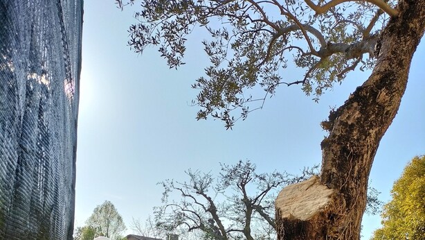 A tree with a large trunk, a grassy area, and a paved walkway. - House of Olives (Lazise)