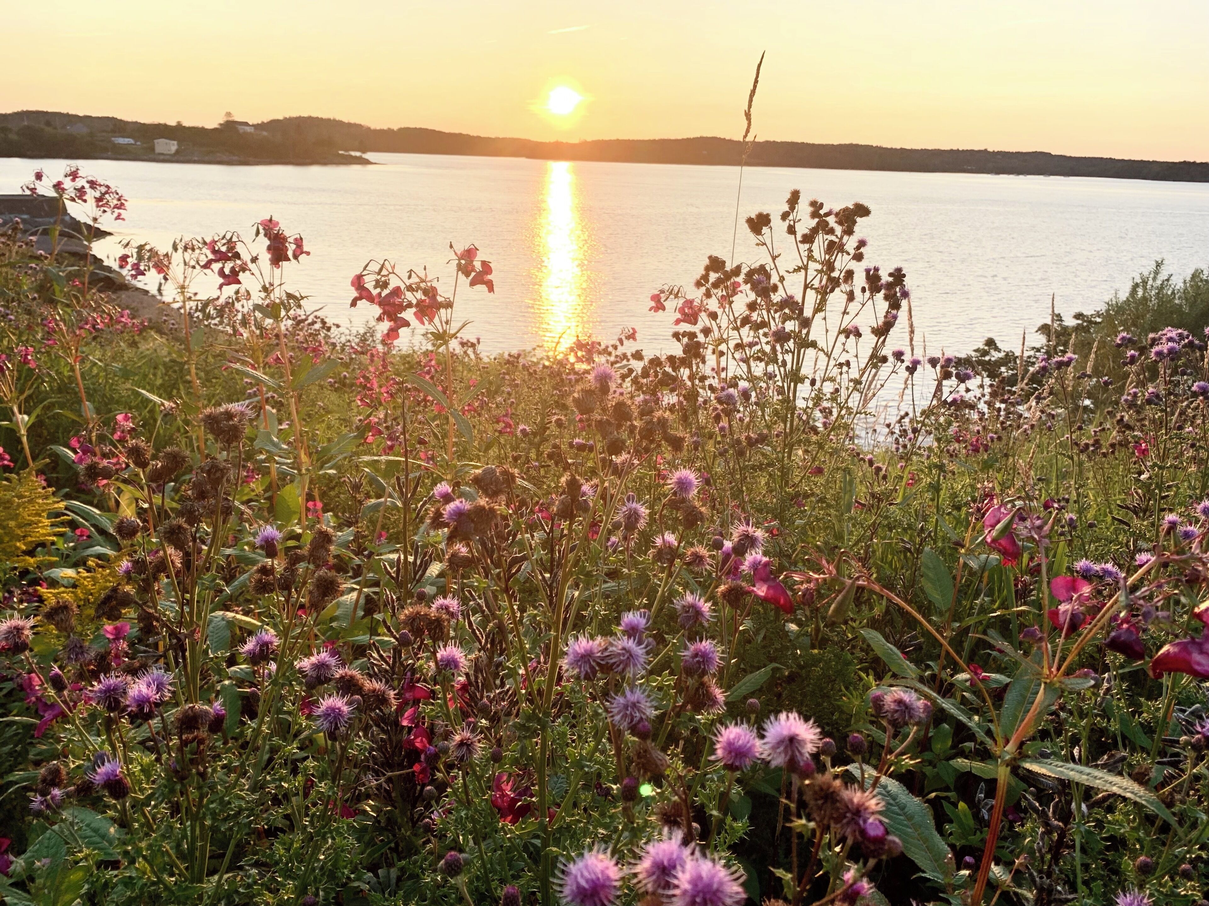 A natural landscape with a body of water, vegetation, and a sunset.