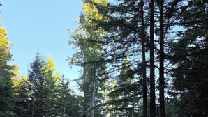 Uklassifisert bilde, 4 av 40, knapp