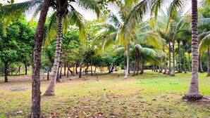 A tropical garden with palm trees and a grassy area. - Secluded Home with a private beach! On an island accessible by boat. (San Dionisio)