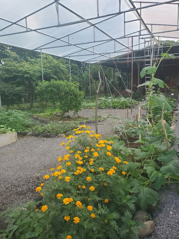 Une serre dotée d’une structure métallique, abritant diverses plantes et bordée d’un chemin de gravier.