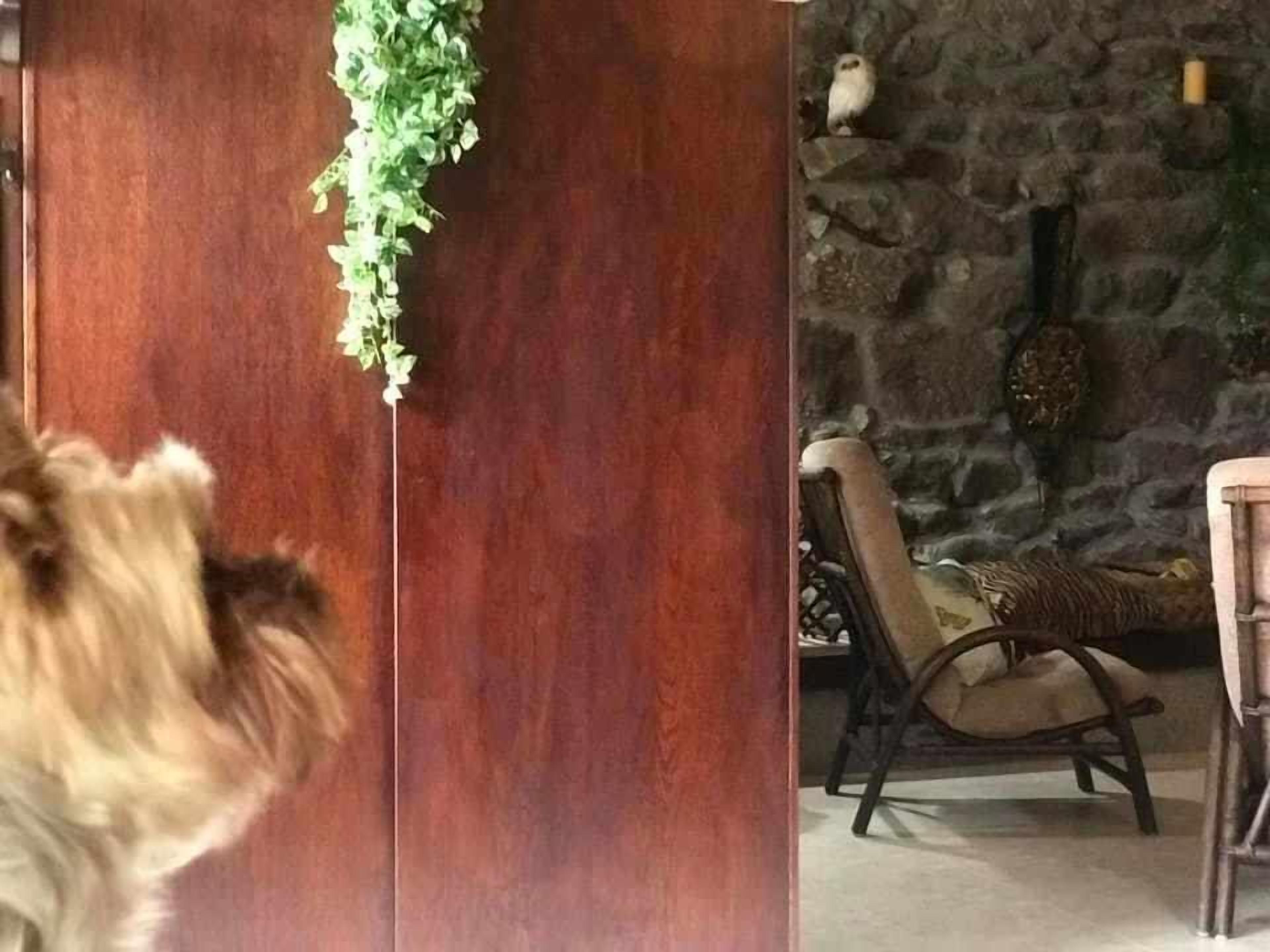 A room with a wooden door, a hanging plant, a stone wall, a chair, and a table.
