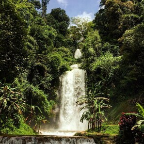 A waterfall surrounded by dense greenery.