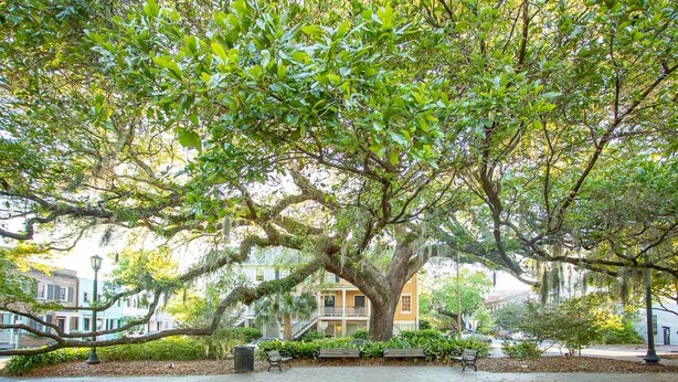 Property grounds - Perch on Perry by Lucky Savannah (Savannah)