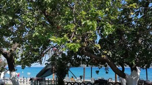 Un espace extérieur aménagé avec des tables et des chaises, installé sous des arbres et offrant une vue sur un plan d’eau.