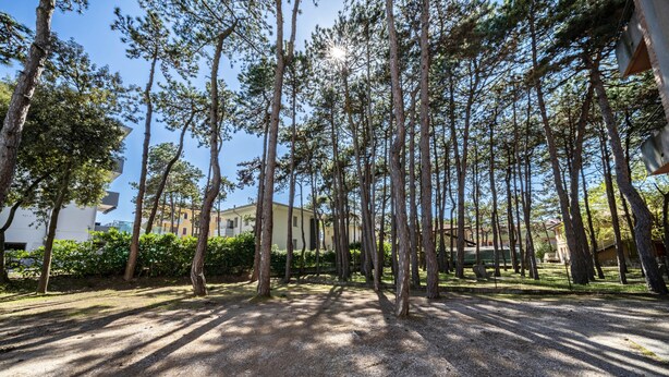 Un chemin de gravier bordé de grands arbres, avec des bâtiments visibles au loin.