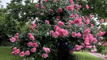 Jardín