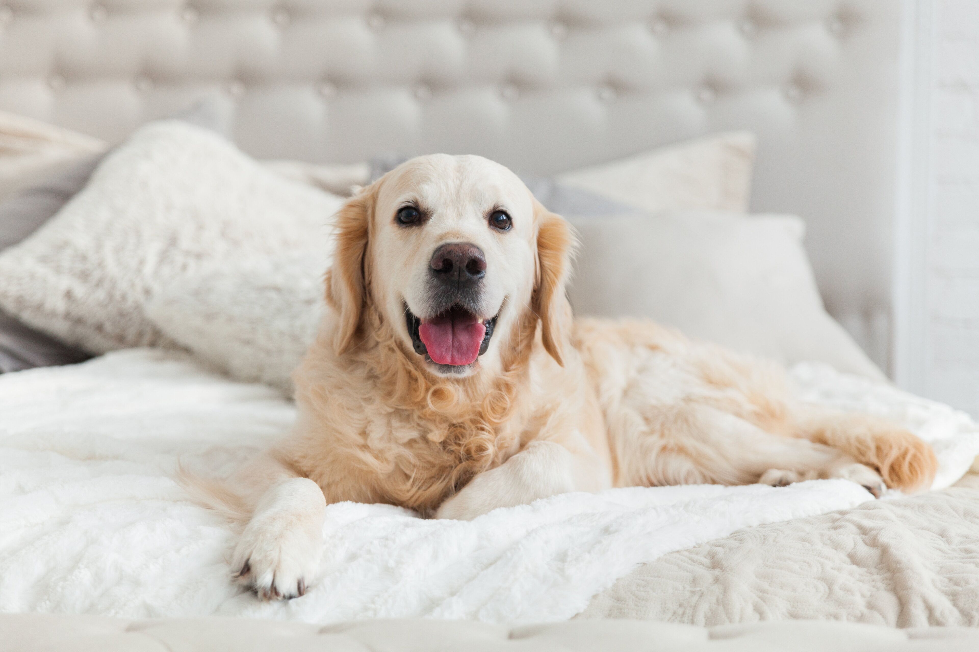 Un perro acostado en una cama con cabecera capitonada.