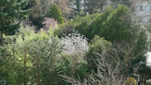 Ein dichter Garten mit verschiedenen Bäumen und Sträuchern, ein weißes Gebäude im Hintergrund und ein klarer Himmel.