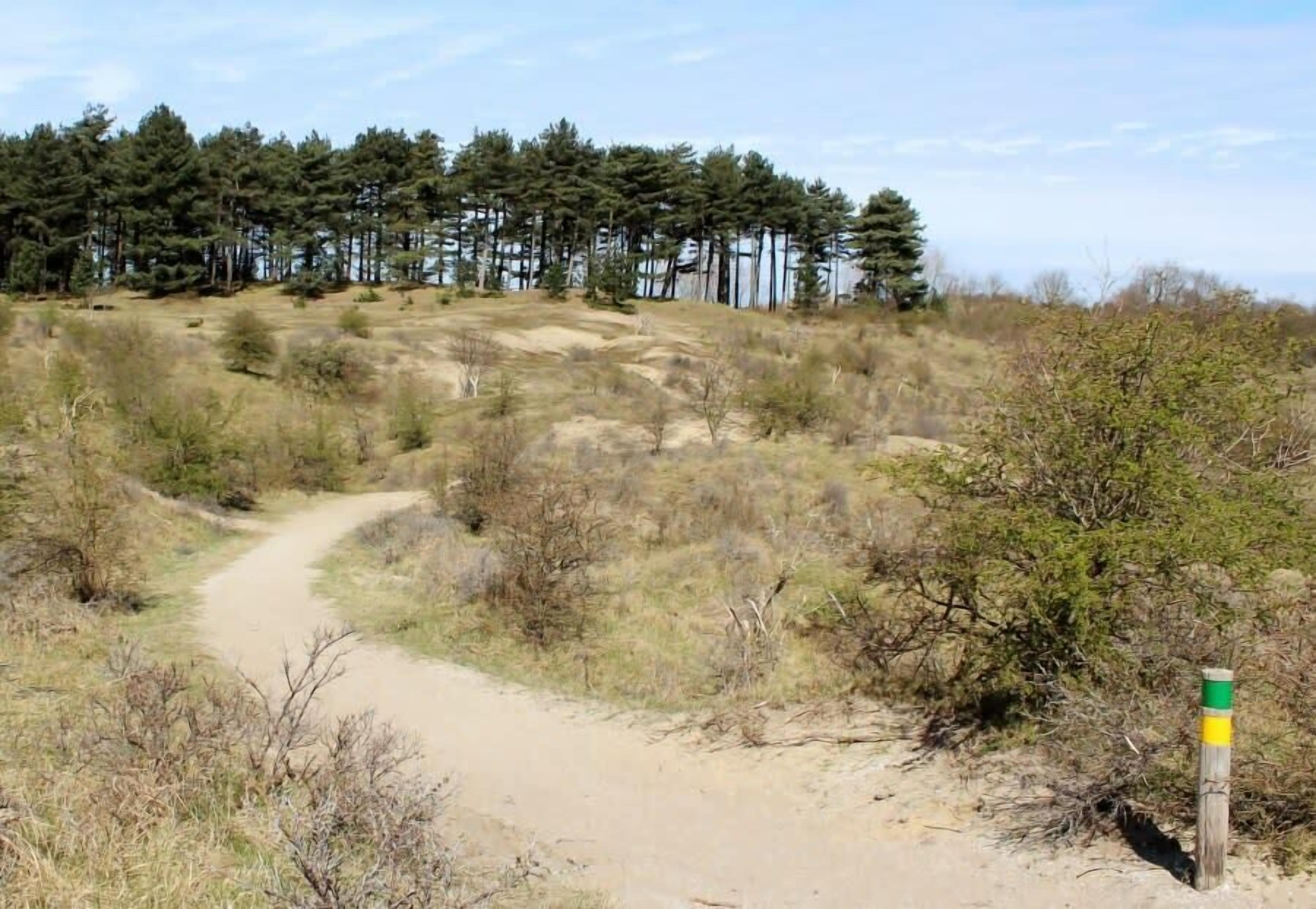 A dirt path leading through a natural landscape with sparse vegetation and a line of trees in the background.