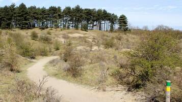 A dirt path leading through a natural landscape with sparse vegetation and a line of trees in the background.