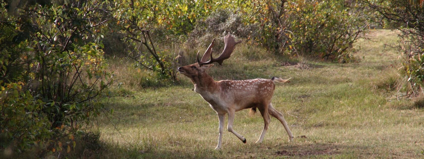 A deer in a natural setting with trees and grass.
