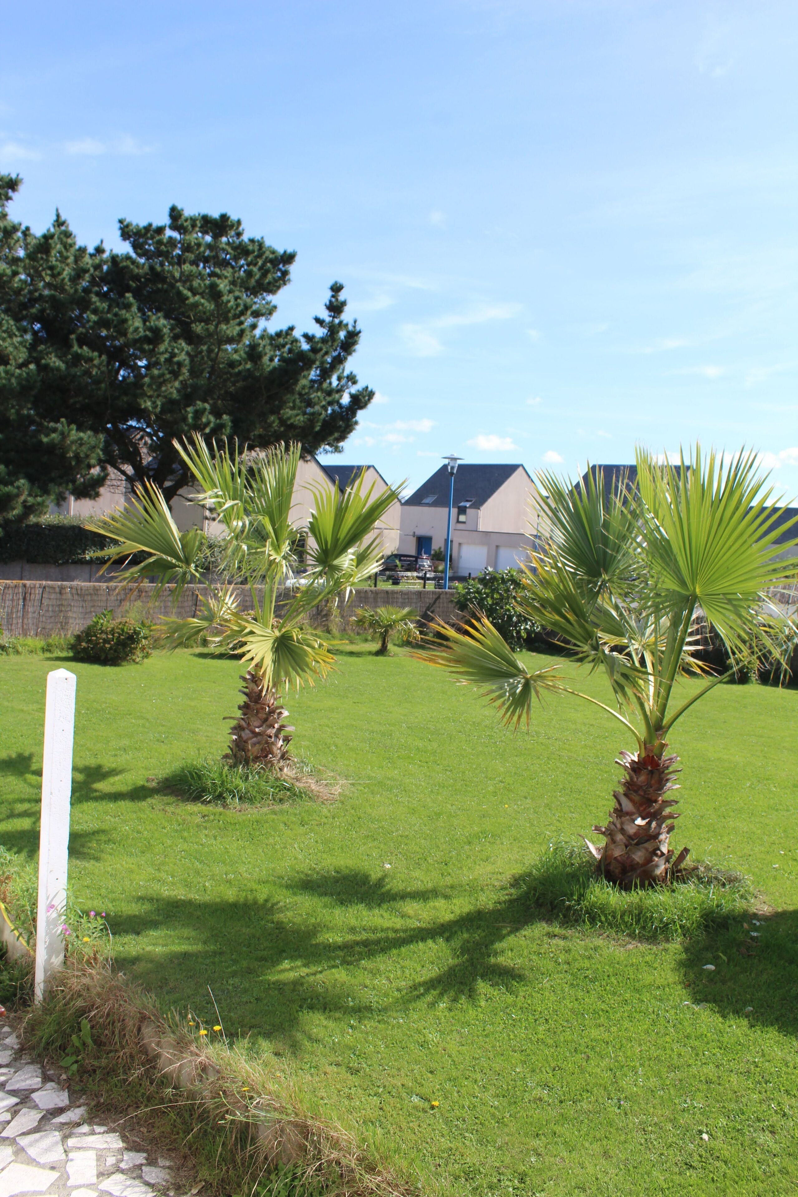 A grassy area with palm trees and a white post.