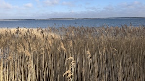 A coastal landscape with tall grasses in the foreground and a calm sea in the background. - Captains-TERRACE- Photovoltaic- Fireplace-large quiet terrace (Göhren-Lebbin)
