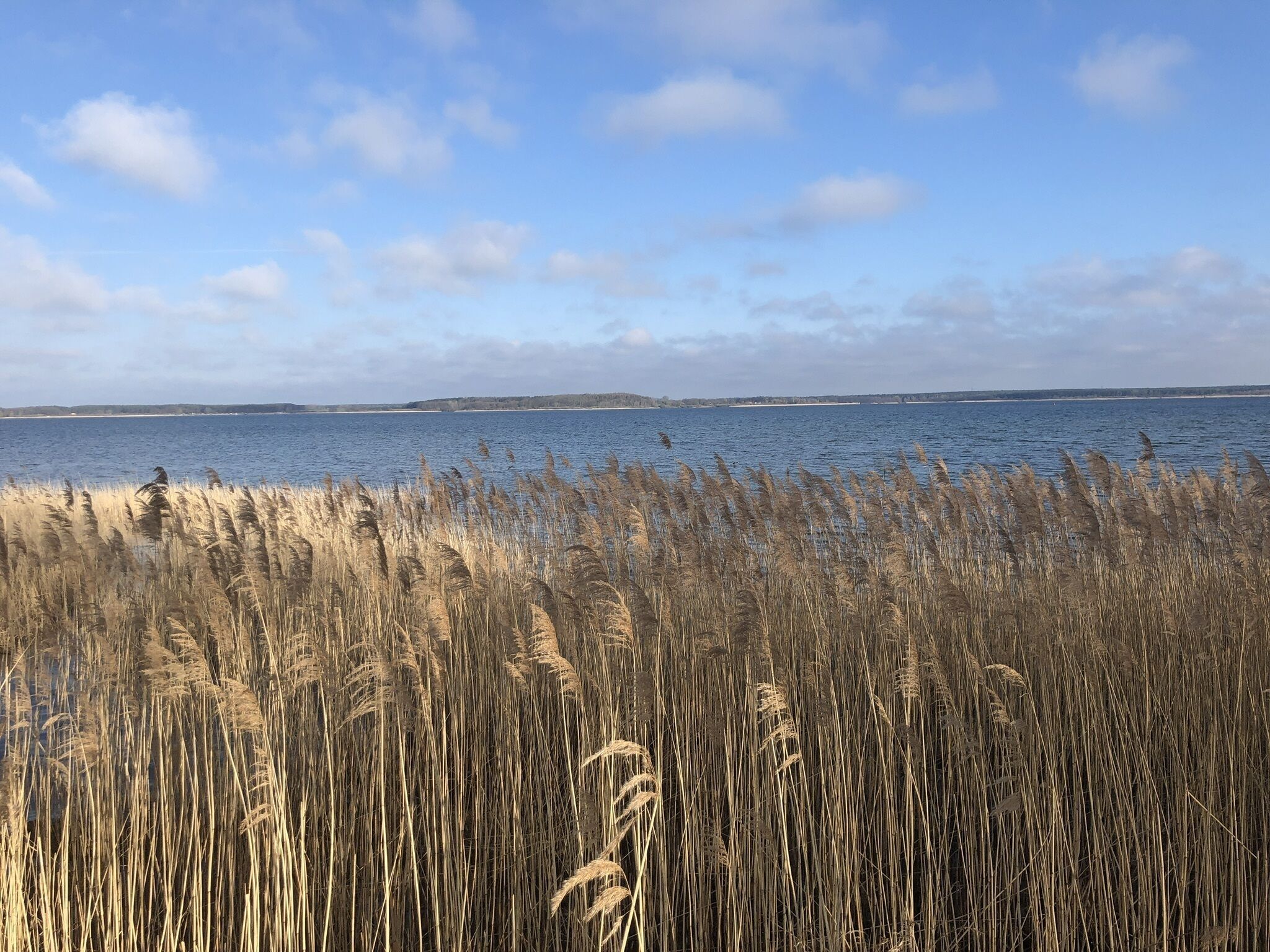 A coastal landscape with tall grasses in the foreground and a calm sea in the background.