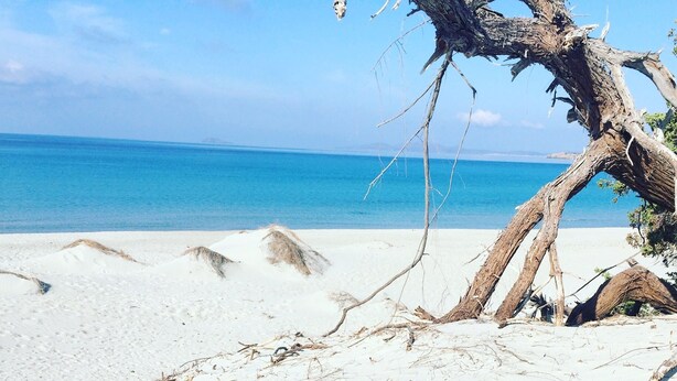A sandy beach with a large tree trunk in the foreground and a clear blue ocean in the background. - Suestellas, House quiet, relaxing, wifi, eco-friendly, surrounded by greenery (Teulada)