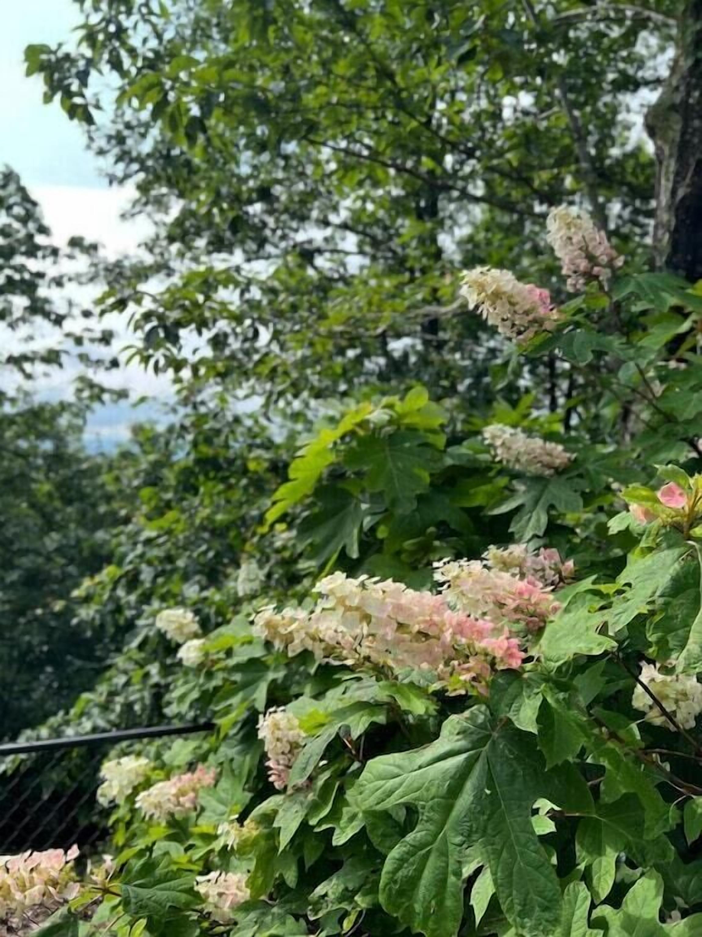 Un jardín con follaje denso y racimos de flores rosadas pálidas.