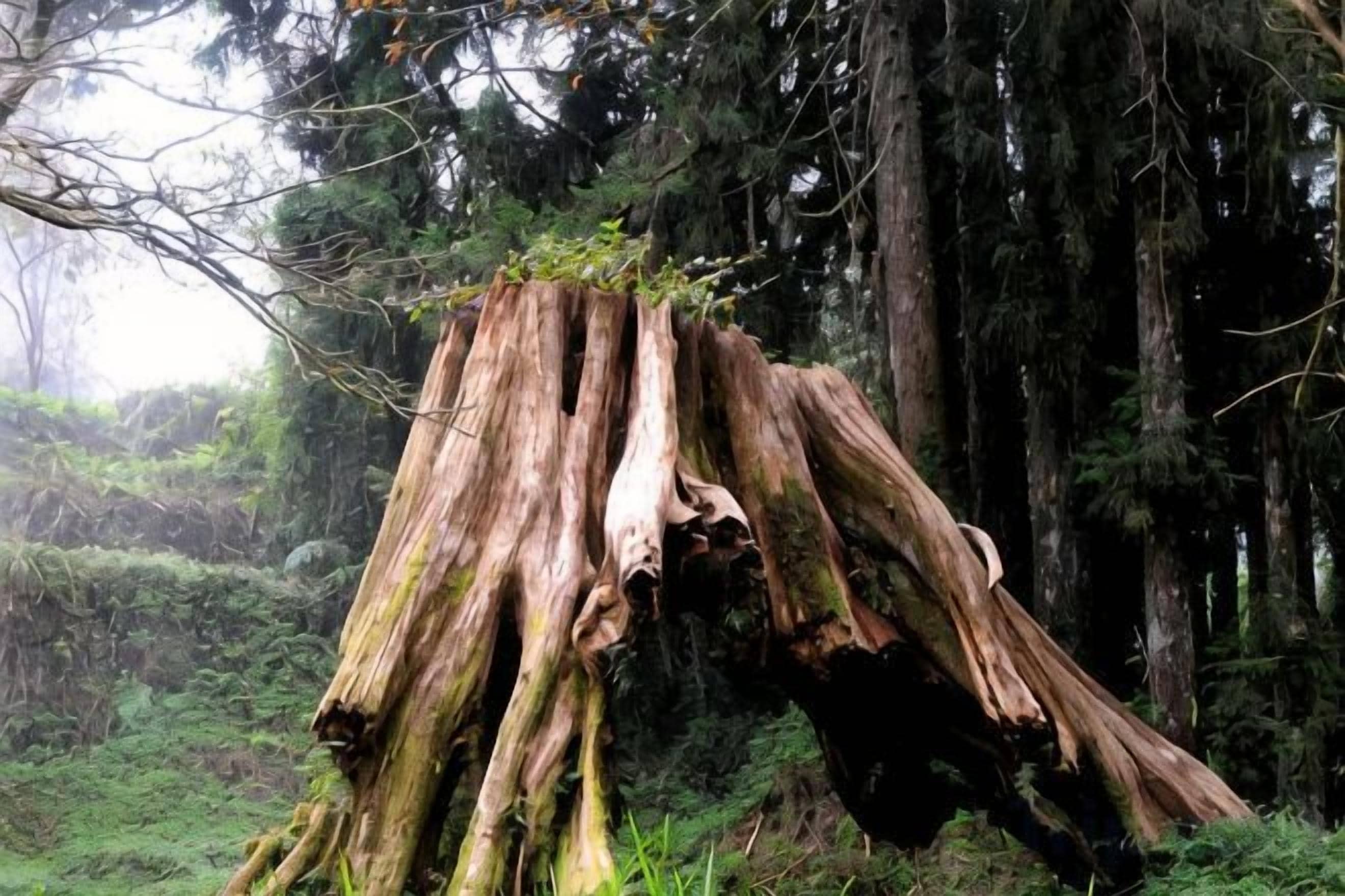 Un árbol grande con raíces y ramas expuestas, rodeado de un bosque denso.