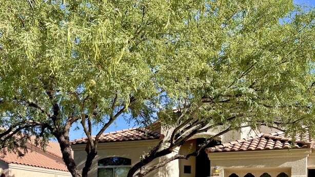 A house with a tiled roof, a garage, and a tree in the front yard. - Relax with Sonoran Nature Preserve views plus bike trails & several golf courses (Marana)