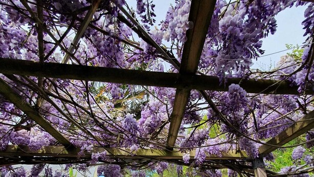 Een overdekt buitengebied met een pergola, blauwe stoelen en een witte bank.
