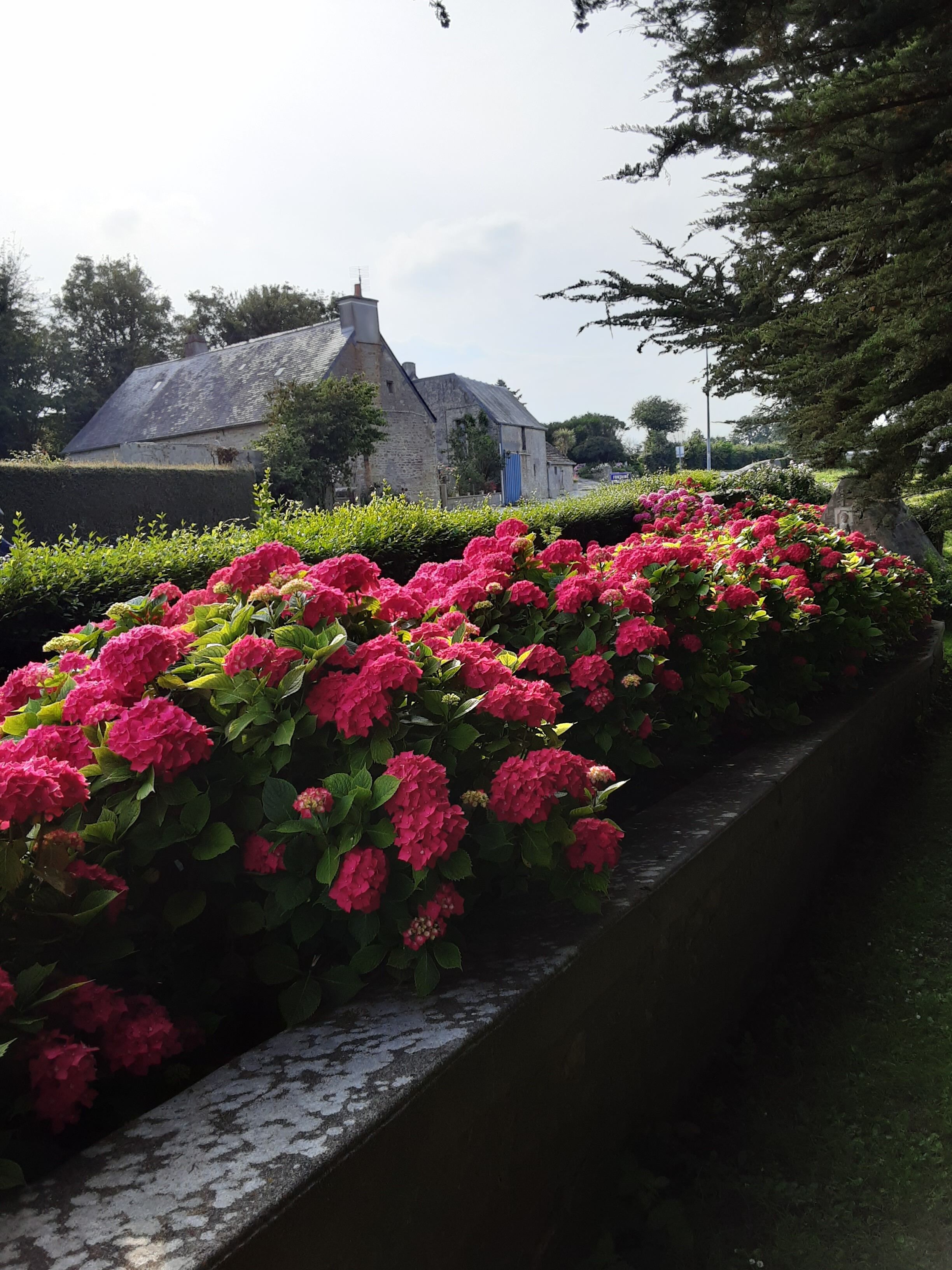 Un sentiero in pietra fiancheggiato da vivaci fiori rosa che conduce a un edificio in pietra con tetto spiovente.