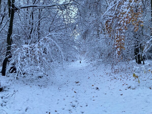 A snow-covered forest path. - Secluded, rural retreat nestled in Sherwood Forest, with hot tub (Newark)