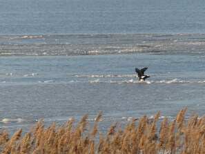 Beach - Overlooking the waters of the Chesapeake Bay (Earleville)