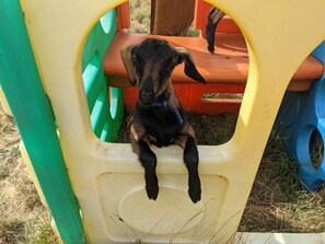 Exterior - Maple Park (Kilmore East)