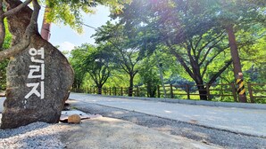 Un árbol con un letrero, un camino de grava y una carretera con una valla de madera.