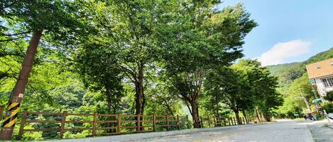 A road lined with trees and a wooden fence.