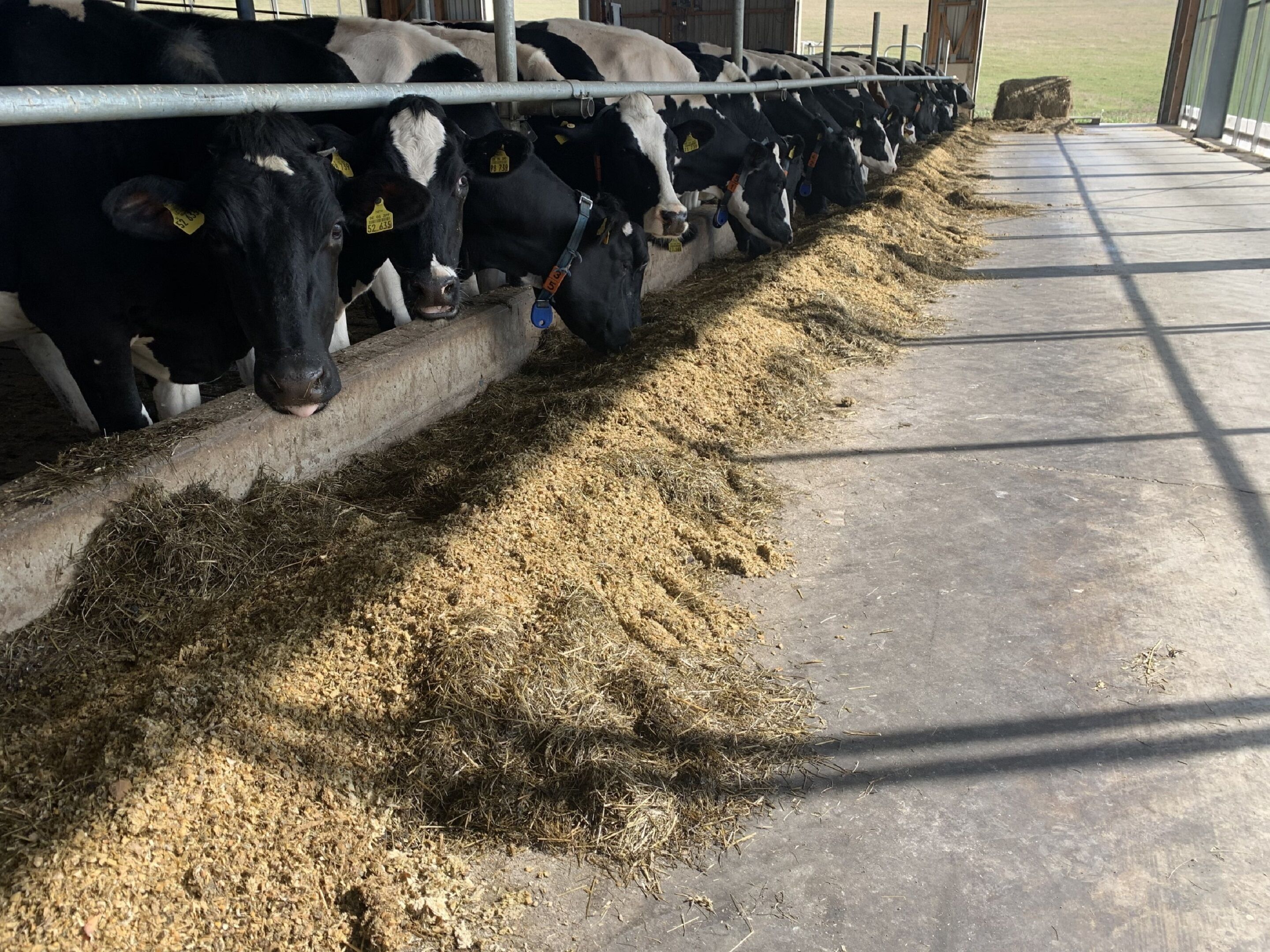 Une rangée de vaches dans une grange, en train de manger du foin.