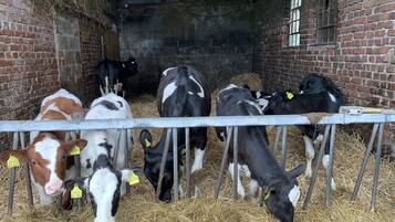 A barn with cows eating hay, metal railings, and brick walls.