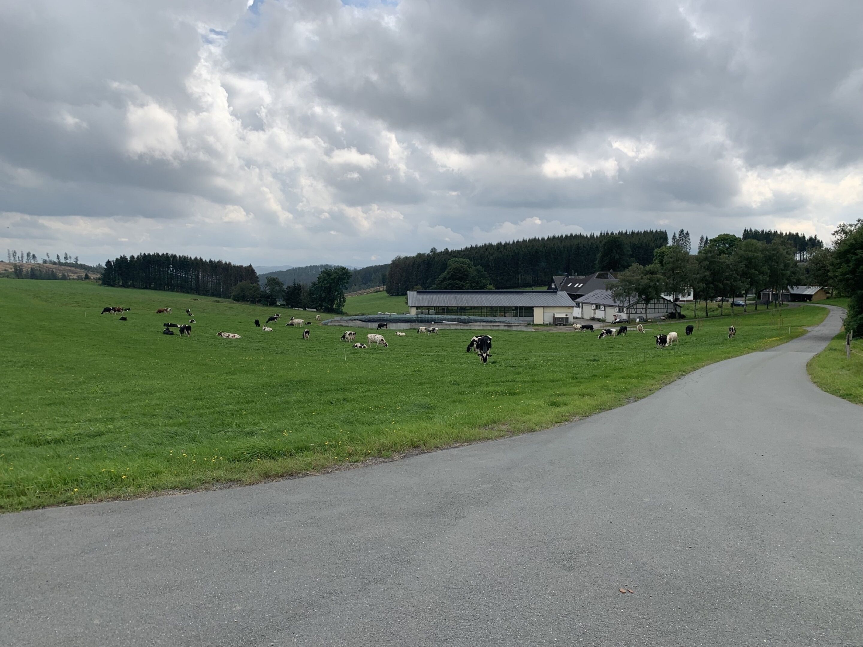 Ländliche Landschaft mit einer kurvigen Straße, die durch ein grünes Feld führt, übersät mit weidenden Kühen.