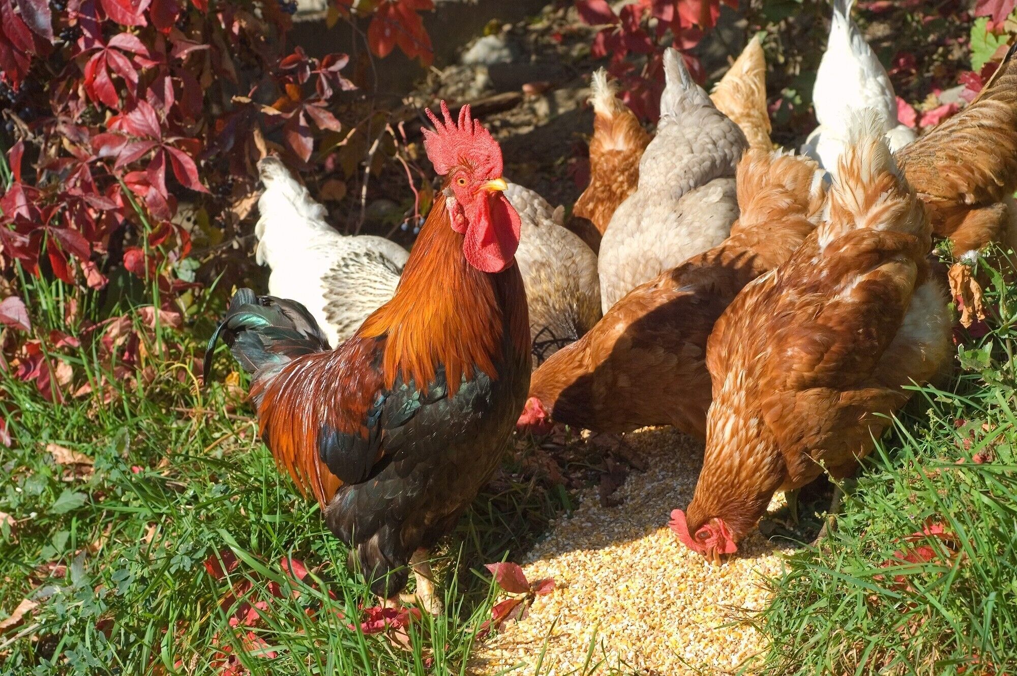 A group of chickens foraging in a grassy area with red foliage in the background.