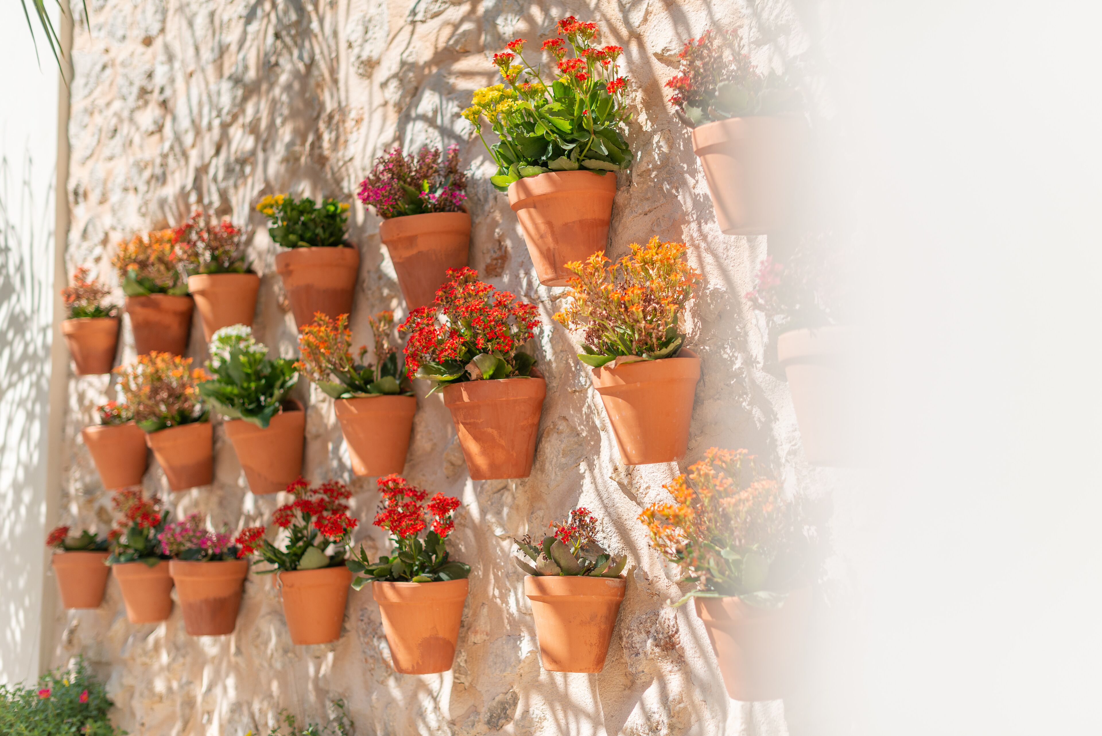 Terracotta hanging flower pots with various plants and flowers against a textured wall.