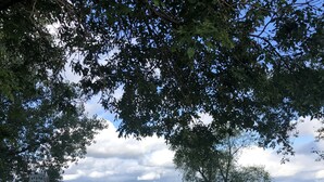 A grassy area with a dock extending into a calm lake, surrounded by trees. - Cottage on The Lake (Redfield)