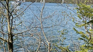A lake with sailboats and trees in the foreground.