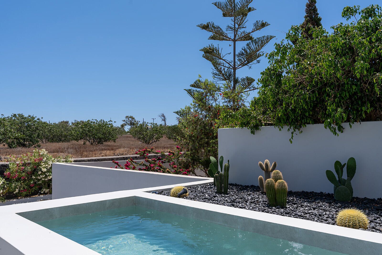 A pool with a white border, surrounded by cacti and a white wall.