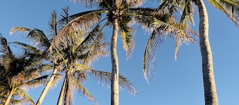 COCONUT PALM SUITE ~ Adult Only, 1 BR, 1 Ba w/ Kitchen & Shared Pool!