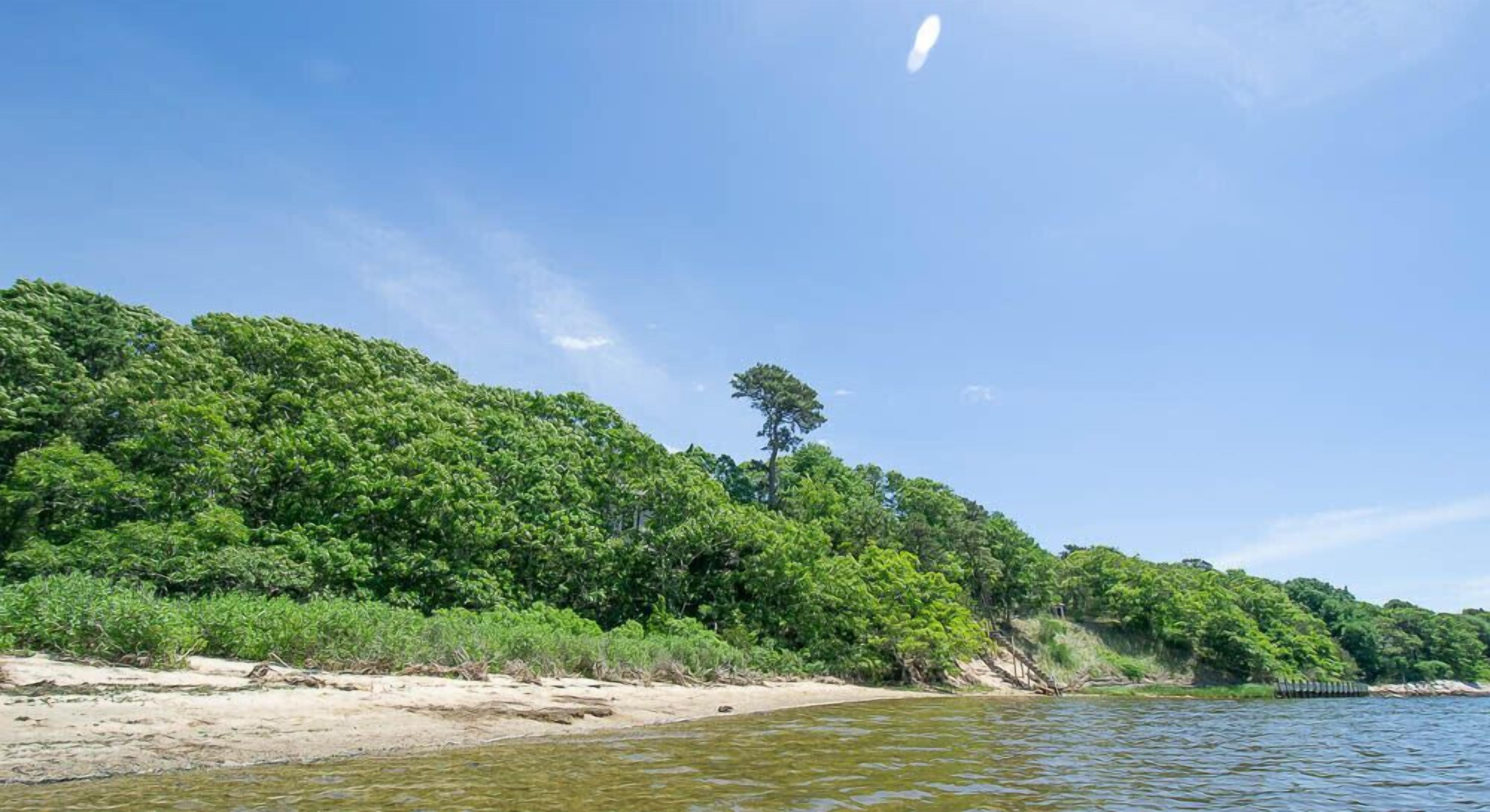 Een strand met weelderige groene begroeiing en een heldere lucht.