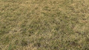 Ein umzäunter Garten mit zwei Häusern, eines beige und eines grau, und trockenem Gras.