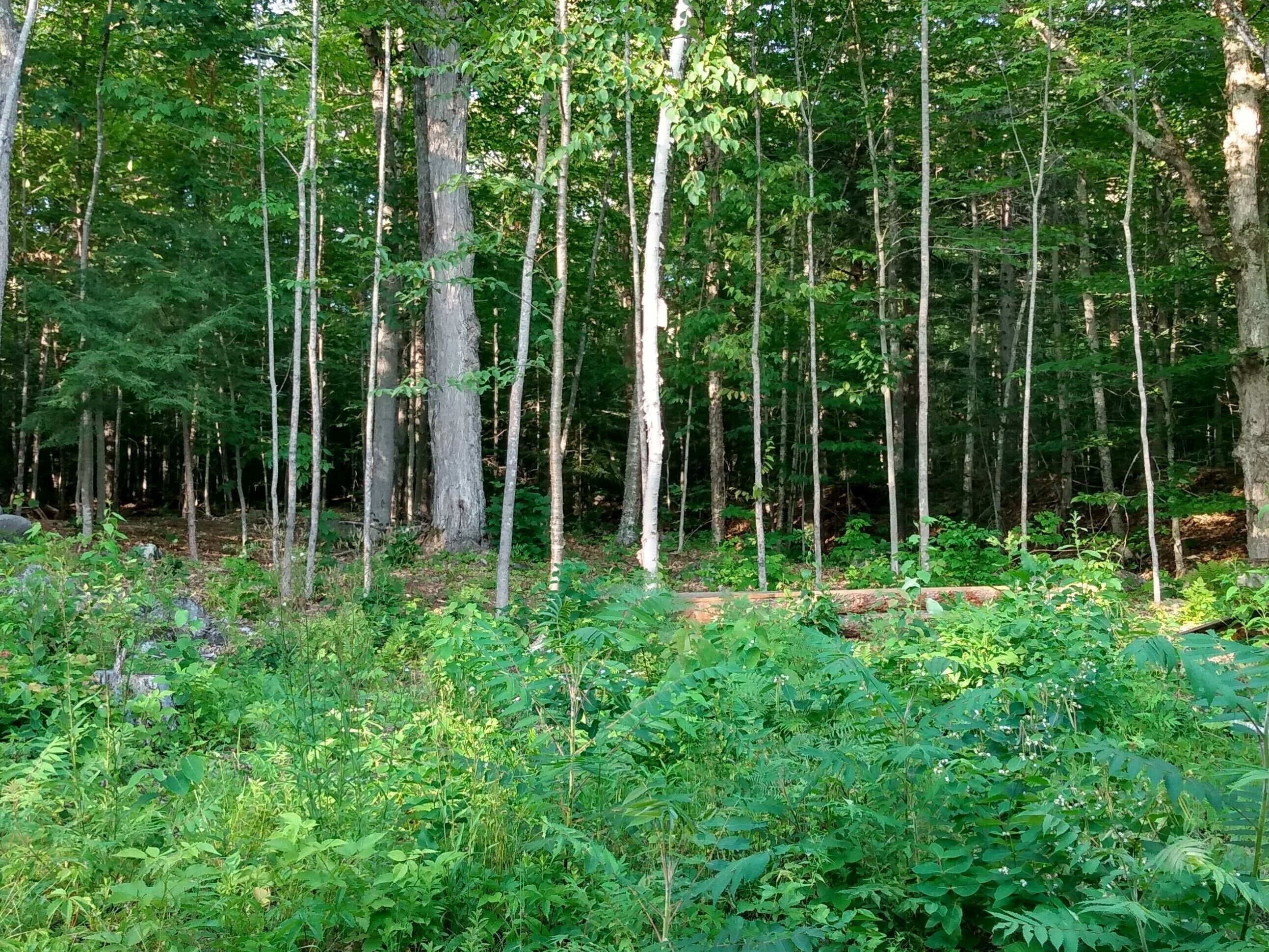 Une forêt dense, avec de grands arbres et un sous-bois touffu.