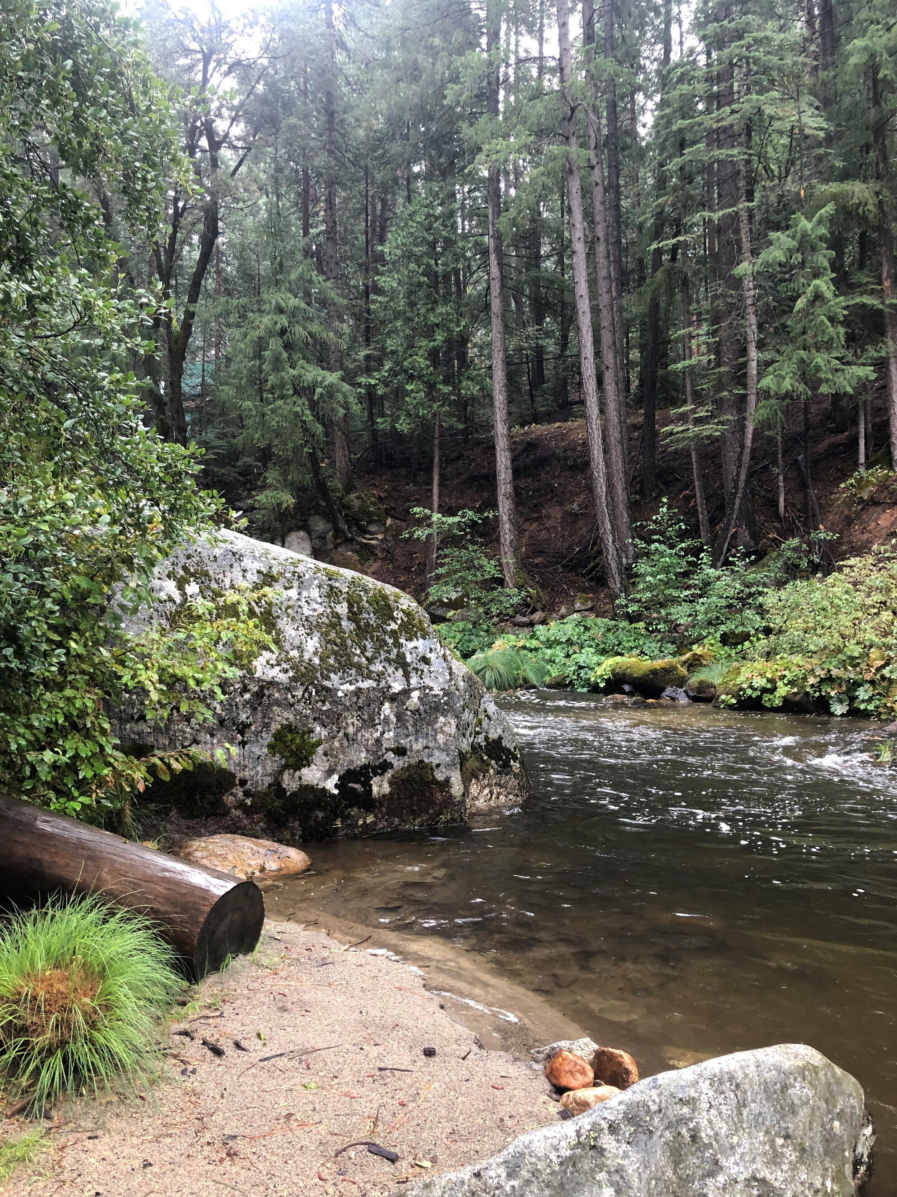 A forest stream with rocks and dense trees.